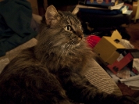 Hermes on couch night P2190004